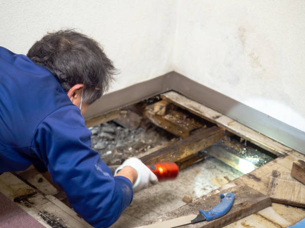 Best Health and Safety Mold Remediation in Harrisonburg, VA