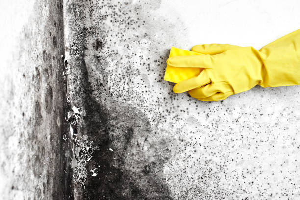 Best Residential Mold Remediation in Harrisonburg, VA