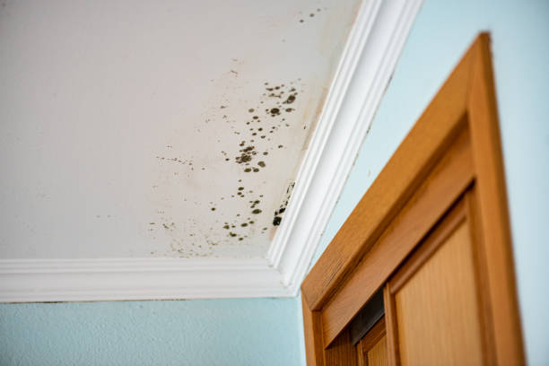 Best HVAC Mold Remediation in Harrisonburg, VA