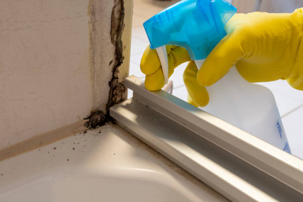 Best Kitchen Mold Remediation in Harrisonburg, VA
