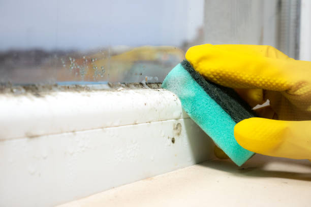 Reliable Harrisonburg, VA Mold Remediation Solutions