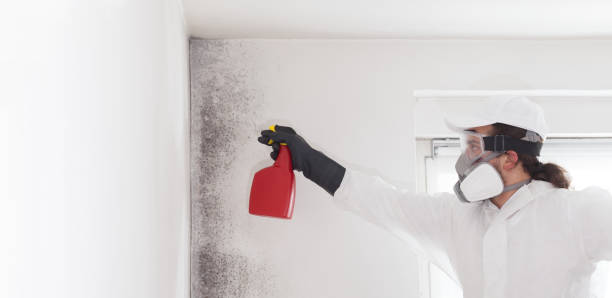 Professional Mold Remediation in Harrisonburg, VA