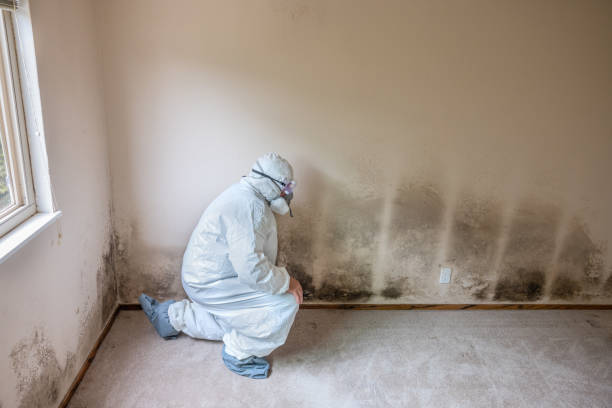 Best Industrial Mold Remediation in Harrisonburg, VA