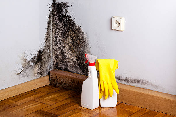 Best White Mold Remediation in Harrisonburg, VA