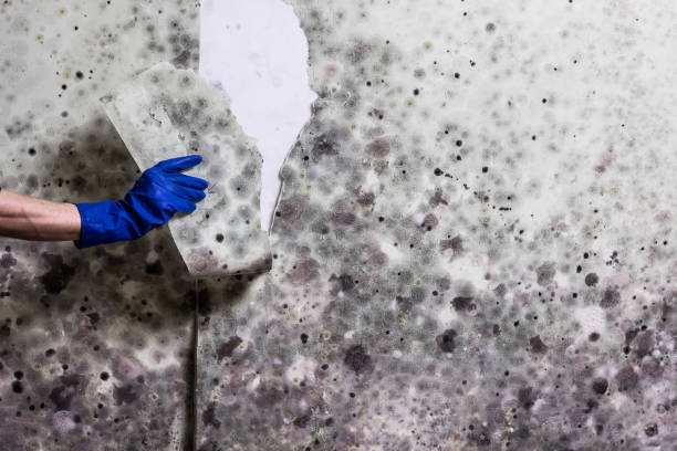 Best Attic Mold Remediation in Harrisonburg, VA